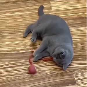 ของเล่นแมวอัจฉริยะ ลูกบอลสัตว์เลี้ยงพร้อมเชือกกระตุก หมุนได้ 360° เรืองแสง ทนทาน ใช้งานได้นาน โต้ตอบกับแมว