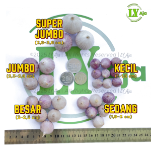 Bawang Putih Tunggal 250g Premium Super Jumbo Besar Sedang Kecil LY Aja - Lanang