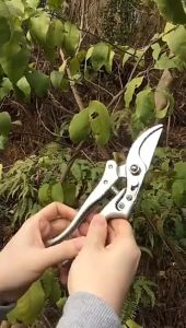 คุณค้นหา ดตัดแต่งกิ่งกรรไกรตัดแต่งกิ่งกรรไกรตัดแต่งกิ่งกรรไกรตัดแต่งกิ่งกรรไกร - ราคาที่สุด 30 วันหน้า