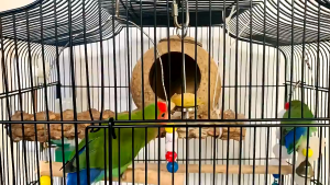 ที่เสียบผัก แท่งเสียบผลไม้ ที่แขวนผลไม้ ที่เสียบอาหารนก ส้อมเสียบผลไม้แขวนในกรง