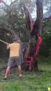 🌲 Remove shrubs🌲 Herbicide Strong killing power Clear the obstacle tree Easy to operate Bamboo tree killer Effective weed control Removing big trees and bamboo 除草剂 racun pokok kayu besar Herbicide 500g