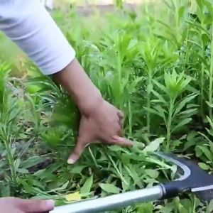 ส่งจากไทย Sickle 2in1 เคียวเหล็กแมงกานิส แมงกานีส เพิ่งสับเคียวคู่ฟาร์ม ตัดฟืน ตัดหญ้า ดแต่งกิ่ง เครื่องมือการเกษตร อเนกประสงค์ เครื่องมือการเกษตร