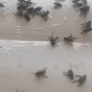 กาวดักแมลงวัน คอมพิวเตอร์แผ่นกาว 11" กาวเบื้องต้น กาวเต็มแผ่น มีการส่งล่อแมลง