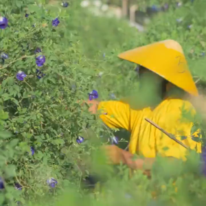 Dried Blue Ternate/ Butterfly Pea Flower Tea 50g/100g/200g