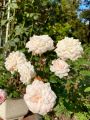 Hoa hồng Misaki Rose - hoa thơm, dễ trồng, hồng bụi. 