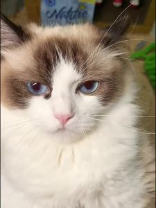 DMS | Tear Stain Reduction & Nutritious Gain Cat Food 5kg