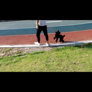 High Quality Training Leash For Dogs Gabay Para Sa Aso Durable Dog Training Lead Adjustable Dog Leash Nylon Slip Rope