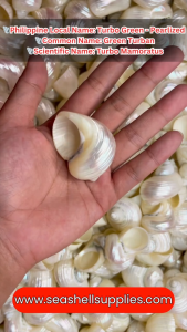 Turbo Pearlized Gold | Gold Mouth Turban | Polished Craft Seashell for Jewelry Making DIY Art & Décor 1–3.5 inch