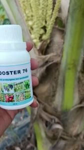 BOOSTER 76 kemasan 100ml pupuk organik pelebat dan pembesar tanaman buah dan sayur