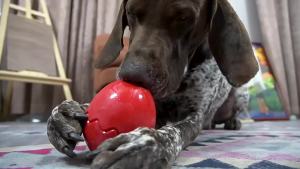 Egg-Shaped Slow Feeder Dog Toy Interactive Treat Dispensing Chew Ball with Slow Eating Columns Freezable Bite Resistant Pet Toy
