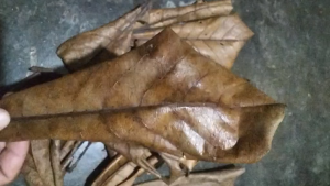 dry talisay leaves good for conditioning bettafish