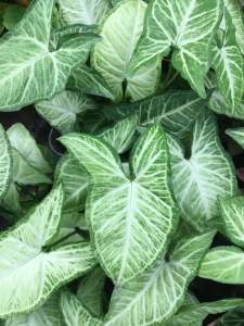 ออมเงินเป็นไม้มงคลแบบเลื้อยปลูกง่ายขยายพันธุ์เรวจัดส่งแบบกะถาง