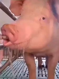 5pcs Nipple Babi Nipple Drinker Alat Minum Babi Alat Minum Hewan