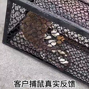 🇲🇾Selangor Ready Stock High Sensitive Mouse Trap Cage Perangkap Tikus Besi Anti Karat Automatic Lock Rat Catcher 23cm