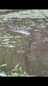 กบยาง เหยื่อตกปลา ธันเดอร์ ตัวเบ็ด 1/0 ความยาว 3.8 ซม.บอดี้ ยาว 3.6 ซม.น้ำหนัก 7.5 กรัม น้าพล พลลัวร์ ใบหลิวเดียว ปากหนาทนทาน ตกปลา