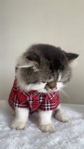 Baju Kemeja Kotak Kotak Untuk Anjing Kucing - Pet Clothes - Kemeja Kucing Kitten / Dewasa Lucu Murah - Baju Anjing Kucing Kekinian - Pet Shirt Clothes - Kostum Kaos Anabul / Hewan Peliharaan - Kemeja Kotak Anjing Kucing - Dog Cat Shirt - Baju Formal Hewan