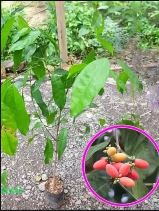bibit melinjo Tangkil I tanaman pohon melinjo siap di tanam.
