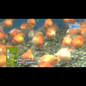 Saki-Hikari Premium Fancy Goldfish Color Enhancing Sinking Pellet Baby Stick 200g