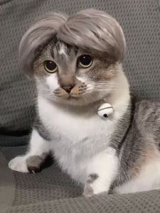 Fashionable Pet Dog Wig Small Medium Size Cat Dog Wig Personality Kemonomimi Cat Wig Pet Hair Accessory Pet Costume Wig