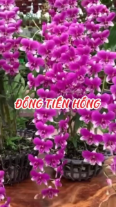 HOA LAN ĐỒNG TIỀN HỒNG