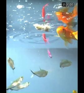 🔥Ready Stock🔥YEE Super Nutrition Bloodworm Dried Brine Shrimp Artemia Cube 60% High Protein Fish Food