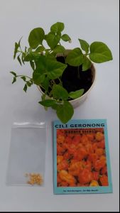 Geronong Pepper Seeds -20 Seed