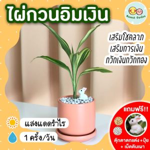 ไผ่กวนอิมเงิน พร้อมกระถางเซรามิค 3 นิ้ว (แถมฟรี! เม็ดดินเผา + ปุ๋ย + ตุ๊กตาตกแต่ง)ต้นไม้ในร่ม ต้นไม้มงคลนำโชค ต้นไม้มงคล