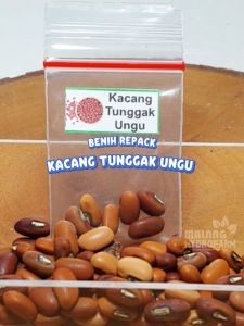 Benih Kacang Tunggak Ungu Unggul Berkualitas biji bibit sayur sayuran tolo panjang hydroponik hidroponik tanaman pot