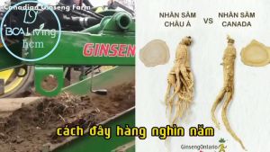 Nhân Sâm Củ Khô Canadian Vita 200g Ginseng Roots bcalivinghcm (kèm túi) tăng cường sức đề kháng bồi bổ sức khỏe tốt