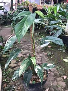 Tanaman hias epipremnum variegata | monstera | redy stok