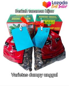 bibit benih kecambah sawit MAREHAT DUMPY BERKUALITAS