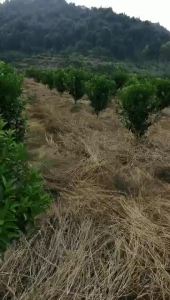 💗🙋♀️💗农41%草甘膦异丙胺盐5公斤x4壶 除草剂 非耕地除草剂 草甘膦