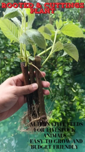 MADRE DE AGUA PLANTS 5+1 FREEBIE CUTTINGS AND ROOTED PLANT | BUHAY NA PAGKAIN NG MGA LAGA NATING MANOK AT BABOY