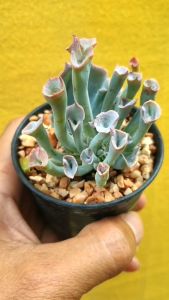 ต้นไม้อวบน้ำ กุหลาบหิน อิชิเวเรีย ทรัมเปท พิงกี้ Echeveria Trumpet pinky #succulent #สีชมพู