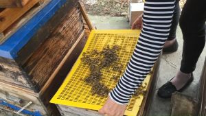Sekat Ratu Lebah Queen Excluder Ratu Lebah Untuk Stup Kotak Tingkat Apis Cerana Kurungan Ratu Lebah
