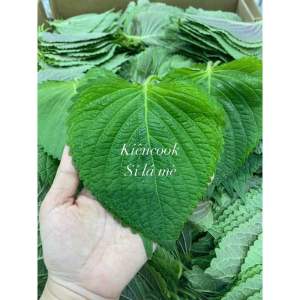 sỉ lá mè tươi Hàn quốc ( 500g được (200-250 lá)