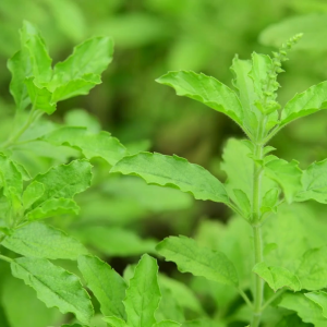 เมล็ดพันธุ์ กะเพราขาวนวลจันทร์ (ซองรีเทลและกระป๋อง)