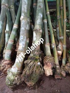 Bibit Bambu Betung Berakar Bambu bitung Jumbo/Bibit Rebung Bambu jumbo