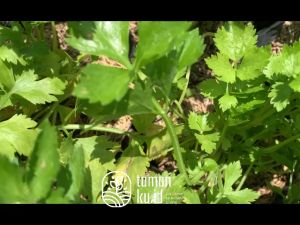 Bibit Sayuran Seledri: Cara Menanam & Mengelola Tanaman Hidup