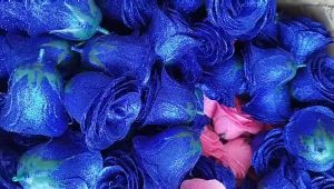 Hoa hồng nhũ kim tuyến Gói Hoa Trang Trí Hàng Nhập Khẩu Loại 1 siêu đẹp Trùm Sỉ Gia Thành