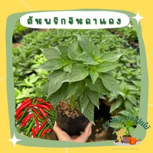 ต้นพริกจินดาแดง กระถาง 5.5-6นิ้ว (จัดส่ง1-2วัน) ผักสวนครัว ผักสวนครัวปลูกง่าย ผักสวนครัวพร้อมปลูก ผักออร์แกนิก
