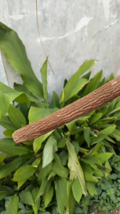 Tangkringan Asem Jawa Super Pangkringan Kayu Asem Jawa ukuran kurleb 65cm diameter kurleb 14mm