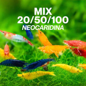 Mixed color  Neocaridina Shrimps 20/30/40 Pack Live Freshwater Shrimps Live Arrival