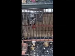 Magnifica Bell Toy Stainless for Birds Parrot (Sold per Piece)