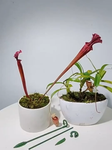 10Pcs Plants Support holder Stakes Pole Flower Orchid for Garden Single Stem Plants
