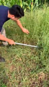 Sabit Arit Rumput Baja Asli Sabit Kapak Ganda Alat Pemotong Ranting Pohon Alat Panen Padi Potong Rumput