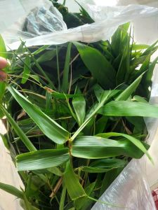 1kg lá tre tươi  lá tre tươi organic
