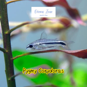 【Ocean Zone】Pygmy Corydoras - 3pcs / 5pcs (Live Fish with DOA)