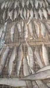 KHÔ CÁ CẠCH ĐỒNG - ăn là nhớ mãi