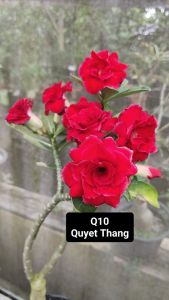 Adenium Obesum Bonsai ID Q10 Quyet Thang 富贵花